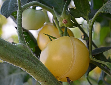 Tomate de zăpadă super-albă de zăpadă - nemaipomenită și productivă