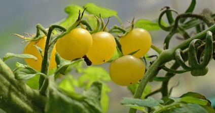 Tomate de zăpadă super-albă de zăpadă - nemaipomenită și productivă