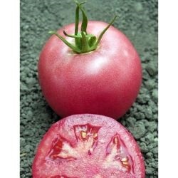 Tomato perfektpil f1 (perfectpeel f1), cumpărați semințe de tomate perfektpil f1 seminis holland,