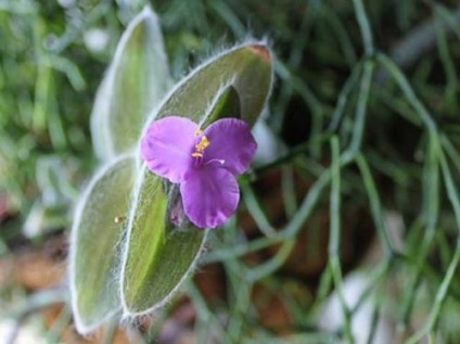 Tradescantia pentru îngrijire specială