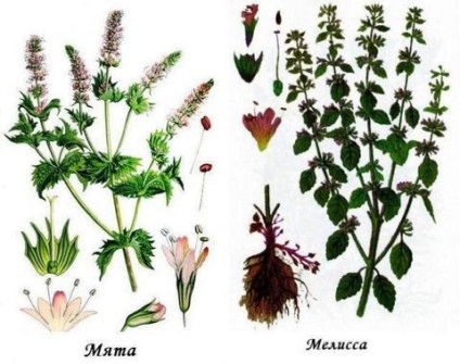 Planta Melissa - caracteristici ale aplicării plantei medicinale