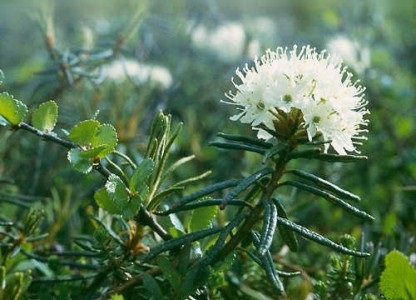 Grass a bogarak és más növények eltávolítására paraziták