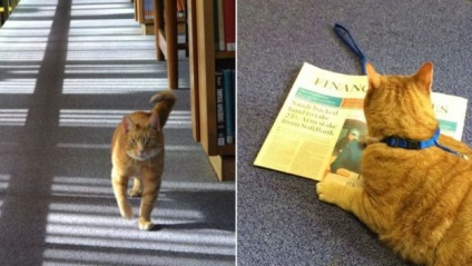 Pisica cu trei picioare a devenit o mascotă a bibliotecii Universității din Cambridge și îi ușurează pe studenți de stres -