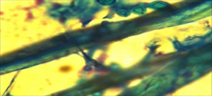 Trutovik vopsit - ganoderma lucidum