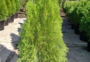 Thuja oszlopos - mint száz éve, hogy nő a bokor az országban