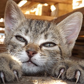 Scoaterea ghearelor pentru pisici - clinica veterinară zoovet chelyabinsk