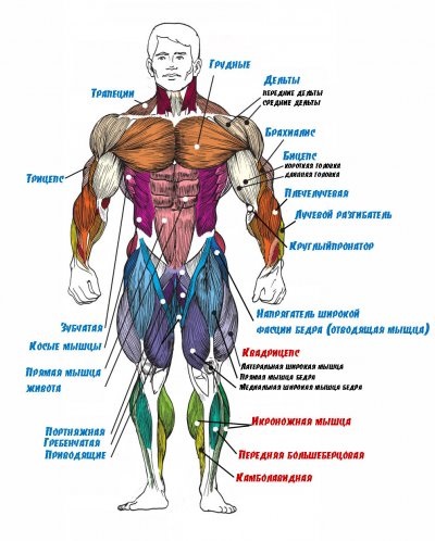 Shock képzés lábizmok, vagy hogyan kell helyesen felfújja lábak, mindent testépítés