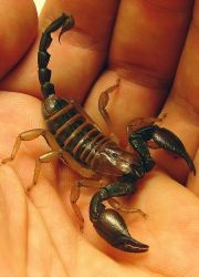 Scutul din scorpion