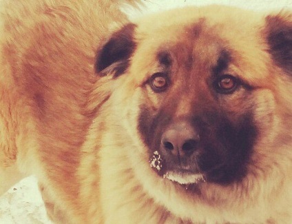 Ulan-Ude család „ők lemészároltak kutyánk és elkezdte megsütjük! „(Frissítve) tájékoztatja a társadalom