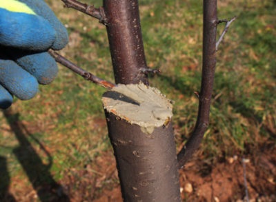 Îngrijirea pomilor de măr în toamnă și vară în timpul fructelor și în primul an de plantare