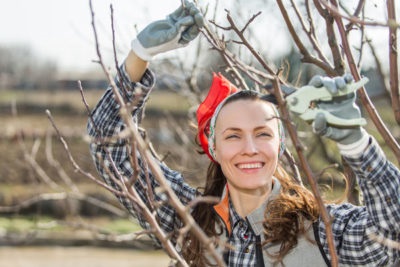 Îngrijirea pomilor de măr în toamnă și vară în timpul fructelor și în primul an de plantare