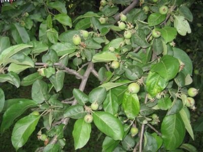 Îngrijirea pomilor de măr în toamnă și vară în timpul fructului și în primul an de plantare