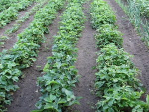 Îngrijirea căpșunilor în primăvară (fertilizare, prelucrare) în suburbii, în Siberia sau pe uralii