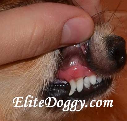 Îngrijirea dinților câinilor