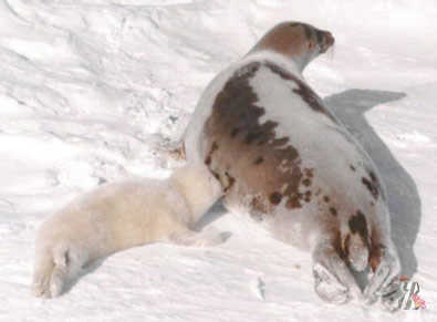 Aflați de ce peștii și mamiferele marine din Arctica dispar, în special, sigiliile de harpă