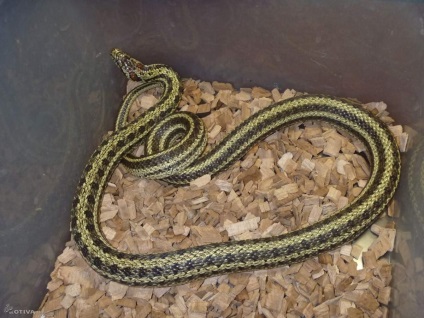 Coluber - festett kígyó