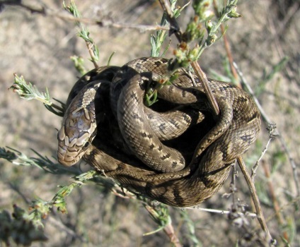Coluber - festett kígyó