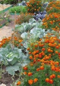 Variante de plantare mixtă de legume de varză, școală de agricultură naturală