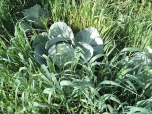 Variante de plantare mixtă de legume de varză, școală de agricultură naturală