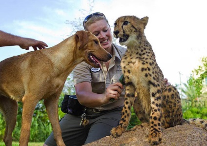 Prietenii adevărați - un ghepard și un labrador, mai proaspăt - cel mai bun din Runet pentru o zi!