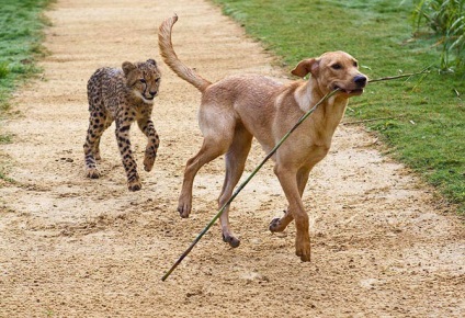 Prietenii adevărați - un ghepard și un labrador, mai proaspăt - cel mai bun din Runet pentru o zi!