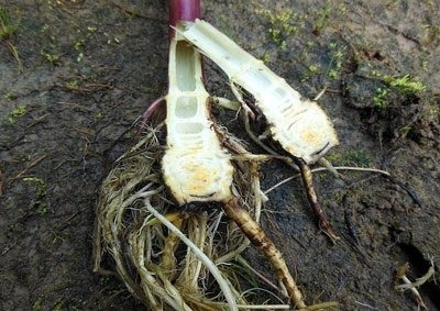 Az útjelző táblák mérgező (bürök) leírás, a használata a hagyományos orvoslás