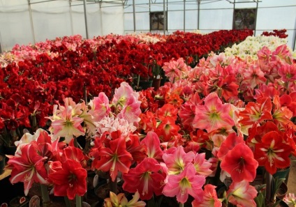 Cultivarea amaryllis în grădină caracteristici de îngrijire și reproducere, pentru gradina si gradina