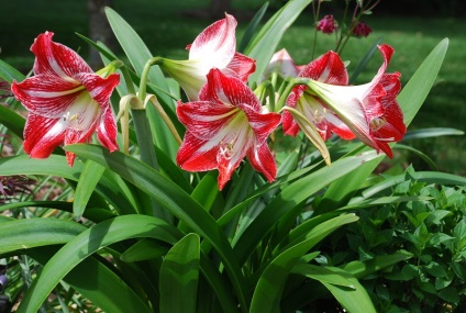 Cultivarea amaryllis în grădină caracteristici de îngrijire și reproducere, pentru gradina si gradina