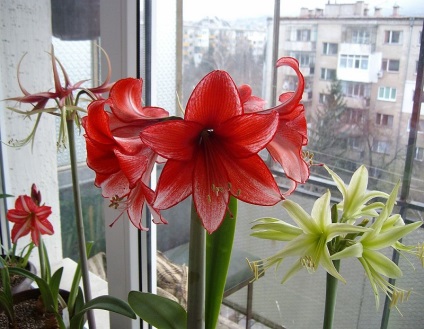 Cultivarea amaryllis în grădină caracteristici de îngrijire și reproducere, pentru gradina si gradina