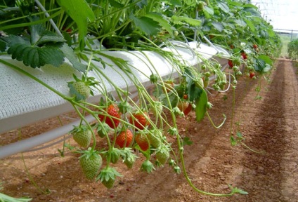 Cultivarea căpșunilor în țevi pvc orizontal și vertical