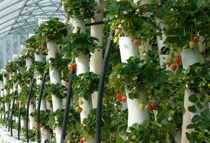 Cultivarea căpșunilor în țevi pvc orizontal și vertical