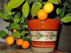 Cultivarea Mandarinului de la Bone at Home Tips