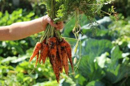 Cultivarea morcovilor - recomandări și modalități de a obține o recoltă bogată