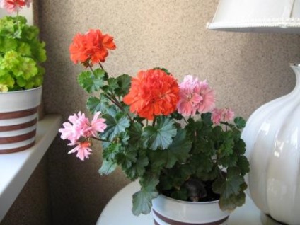 Cultivarea de pelargonium, udare, tăiere, top dressing