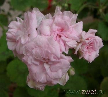 Cultivarea de pelargonium, udare, tăiere, top dressing