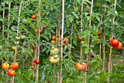 Cultivarea tomatelor în sol deschis, cultivare