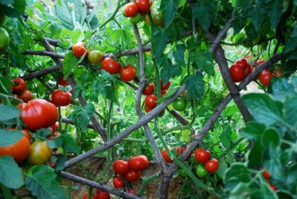 Cultivarea tomatelor în sol deschis, cultivare