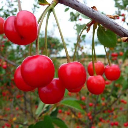 Prune în Siberia