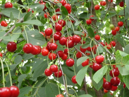 Cherry pitic - soiuri cu fotografii
