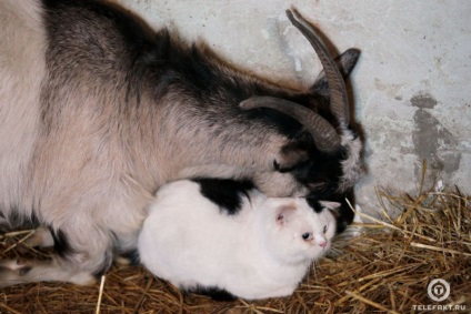 Contrar legilor naturii, o pisică și o capră formează un cuplu iubitor
