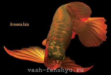 Itt ez a hal az álmaim - Feng Shui Arowana