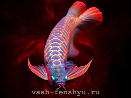 Aici este peștele visurilor mele - arano feng shui