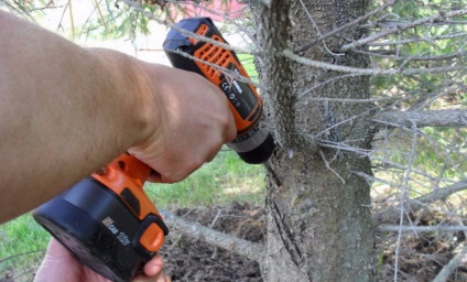 Dăunători de copaci conifere și arbuști metode de combatere a acestora