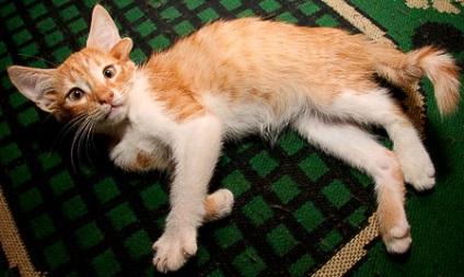 În Rostov a fost găsită o pisică mutantă (foto), știri din lumea animală, articole, teritoriu bestial - totul