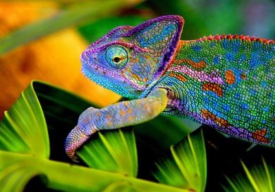 Chameleon, lumea intereselor