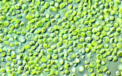 Chlorella este o alga verde super-folositoare, busuioc