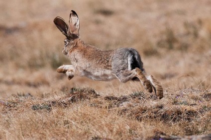 Hare-Tolai - laș mic pufos