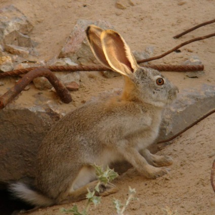 Hare-Tolai - laș mic pufos