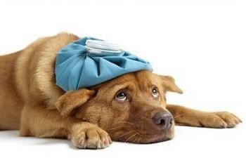 Sănătate și boală, tratamentul câinilor domestice