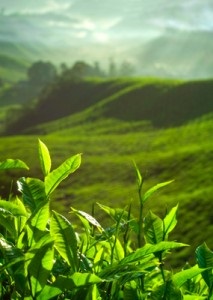 Ceaiul verde va ajuta cu acnee, pielea curata fara acnee